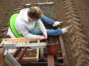 Homemade Garlic Planter (1) (year 2)