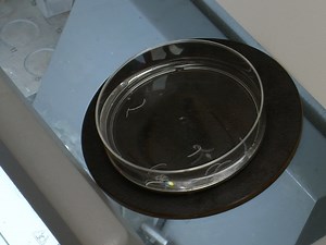 Horizontal Whole Mount: A Novel Processing and Imaging Protocol for Thick, Three-dimensional Tissue Cross-sections of Skin