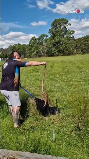 Brave Snake Capture: Heroic Rescue to Protect Family Dogs || WooGlobe