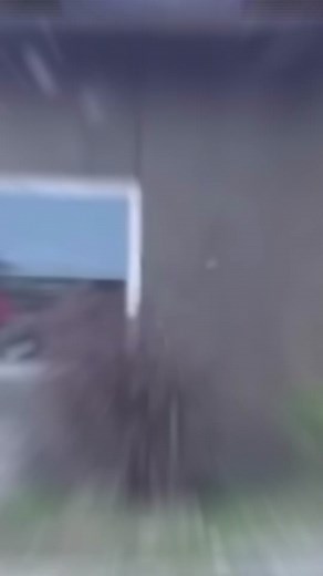 Gorilla Reacts to Girl Mocking Him at the Zoo