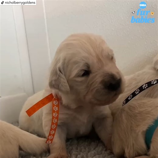 Watch the moment these newborn puppies start to hear for the 1st time. The sound of their adorable voices lives rent-free in our brains. #NationalPuppyDay https://gma.abc/3YwbmPa | Good Morning America