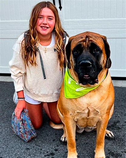 200 pound dog is obsessed with this kid 😍 #mastiff #dogandkids #cuddlebuddies | Cuddle Buddies