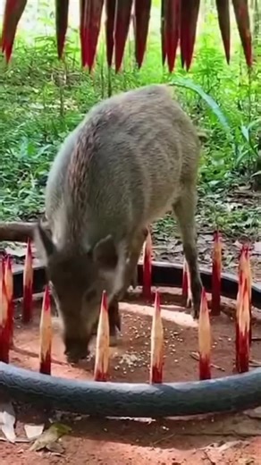 Building a Realistic Primitive Hunting Trap for Boars