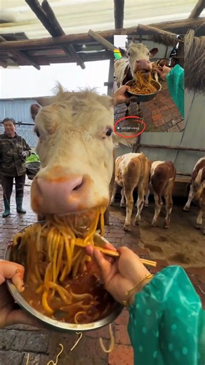 How to feed animal #day1 #animals #cow