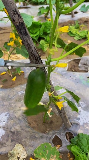🥒Satisfying Cucumber Pruning & Fresh Cutting ASMR! ✂️ #shorts