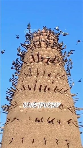 The dove towers built by the Egyptians using mud and terracotta pots#FunFacts