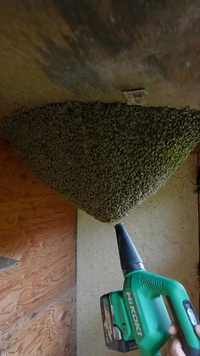 🐝🐝🐝 🐝🐝🐝 🐝🐝🐝🐝 🐝 🐝 🐝 🐝 🐝 🐝🐝🐝 🐝🐝🐝 🐝🐝🐝 🐝 🐝 🐝 🐝 🐝 🐝🐝🐝 🐝🐝🐝 🐝🐝🐝🐝 #canadianapiary #community #Hobby #imkerin #gartenliebe #flowers #garden #beekeeping #hochbeet #selbstvertrauen #Hoing #beet #socialmedia #instaimkerin #honeycomb #socialmediamarketing #design #creater #beelover #nature #honeybee | Australian Apiary