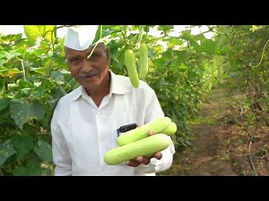 Soil charger tech. काकडीचे 50 तोडे😊 एकच बेसल डोस व कोणतीही केमिकल फवारणी नाही 🥱 20 गुंठे - दिड लाख