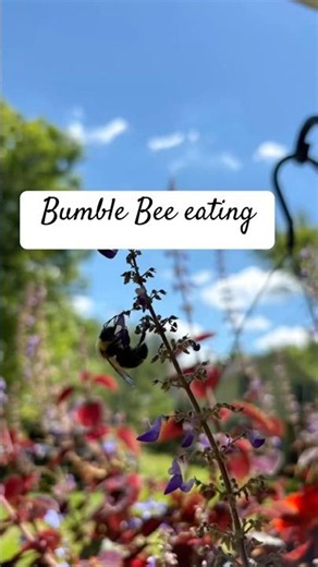Bumblebee eating #nature #bumblebee #flowers