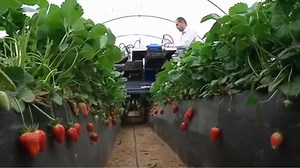 7.1K views · 101 reactions | Amazing machine - The most amazing harvesting technique | Amazing Machine | Facebook