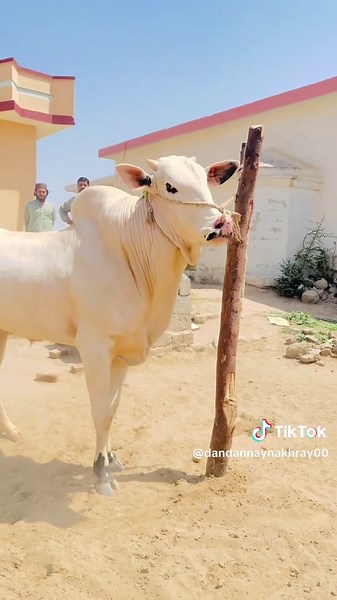 Exploring Fateh Jhang Bulls Breeding Techniques