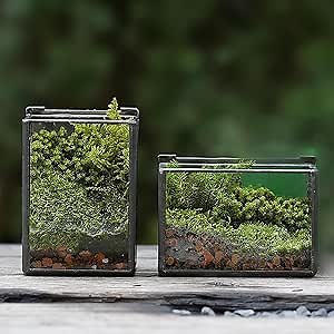 4 Inches Mini Glass Terrarium Set of 2 with Lid - Tiny Rectangle Glass Container Box for Succulents, Air Plants, Fairy Garden, Home Decor (10x7x6cm & 7x6x10cm)