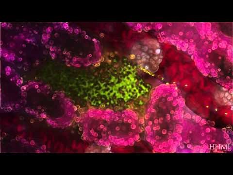 Malaria Life Cycle Animation: Human Host — HHMI BioInteractive Video