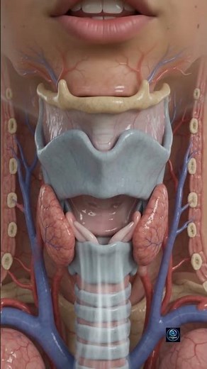 Why Does Your Voice Crack During Puberty? | 3D Animation