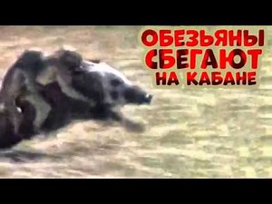 Singes sautent sur un sanglier!