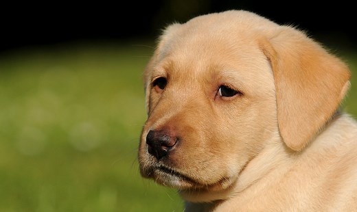 When Can Puppies Leave Their Mother - When To Take Your Puppy Home