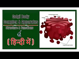 Golgi Bodies | Golgi Complex & Apparatus | Structure & Function of Golgi Body