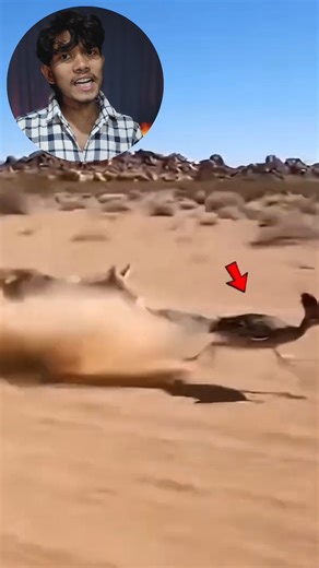 mini racing car bird #shorts #viral