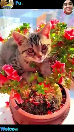 funny cat and dog videos #cat #dog #shorts #funny #funnydogs #funnycats #pets #cute