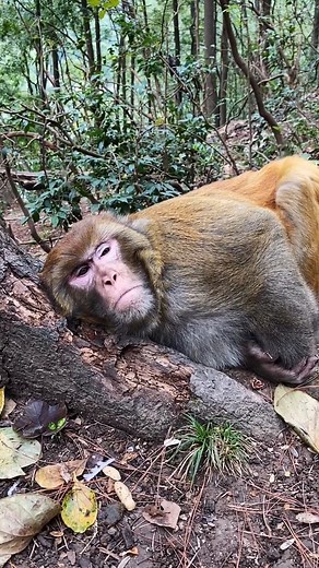 1.3K views · 50 reactions | Monkey sleepy #monkey | Animals | Facebook