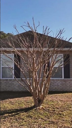 Crape Myrtle Pruning: See the Transformation!