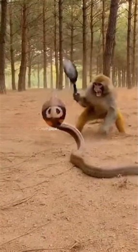 Monkey vs Cobra | Deadly Jungle Standoff | Smart Monkey Uses Metal Weapon to Survive