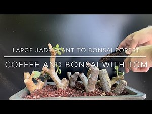 Transforming A Large Jade Plant Into A Bonsai Tree Forest (Crassula Ovata)