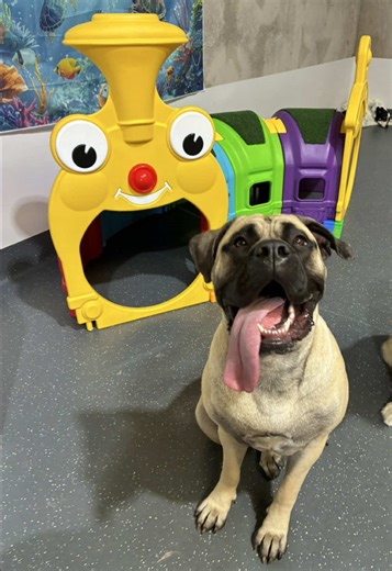 Discover Our Most Popular Dog Breed at Daycare!