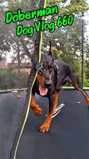 Vlog about Doberman dog breed | Dobermans' characteristics review #doberman #dogscience #dogvlog