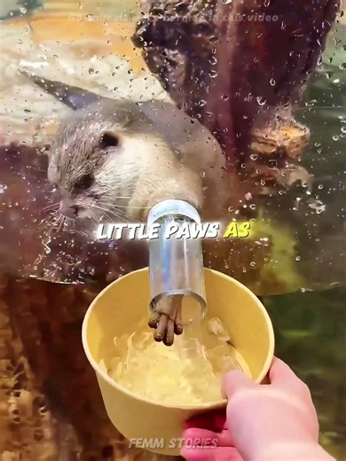 This otter really wanted that "ice cream"! 🍦🦦#shorts #usa
