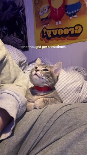 #kitten #funny #trend #fyp #cat | Cat Videos