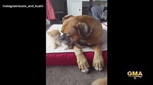 124K views · 6.5K reactions | WATCH: ADORABLE. This loving exchange proves cats and dogs can get along. | Good Morning America | Facebook