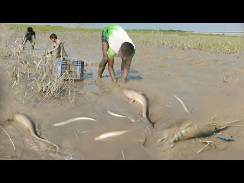 This is like a Boal fish fair||You won't believe it unless you see it||Amazing & Most Exciting Fi...