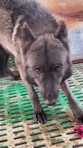 How a Wolf Eats Raw Meat | Pure Wild Instincts #wolf#wolfeating#wildanimals#usa #uk