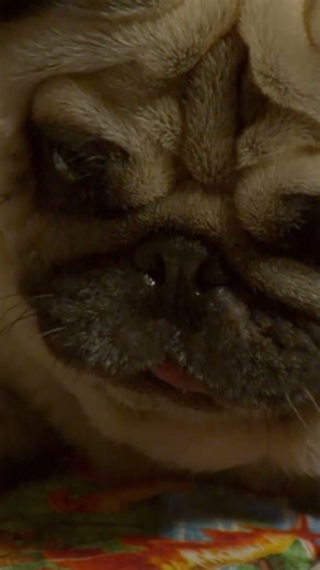 😱 Dino Dan Finds a Dinosaur Under His Bed! | Dino Kids | Dinosaur Shows for Kids