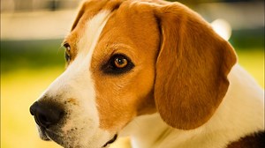 Spay or Neuter Your Dog: Pros & Cons