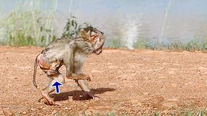 Milo so strange run carry himself escape mom doesn't want to swim any more | Monkey Daily