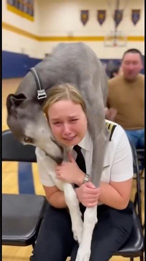 These Dogs Choose Their Human Guardian