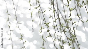 Willow branches fluttering in the wind in spring