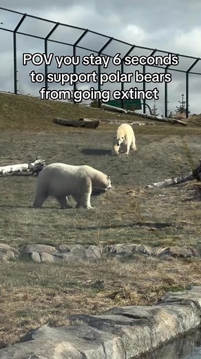 Support Polar Bears from Extinction — 6-Second Action to Help