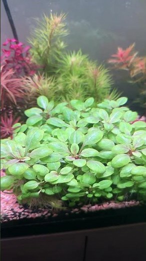 Lobelia cardinalis mini