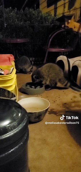Please enjoy 9 minutes and 20 seconds of my Raccoon Posse! Video #1 of 2. This gave me so much joy! 8/14/2023 #fyp #FYP #raccoonposse #ktownwildlife #maskedbandits #trashpandas #racoonsquad #raccoonsoftiktok