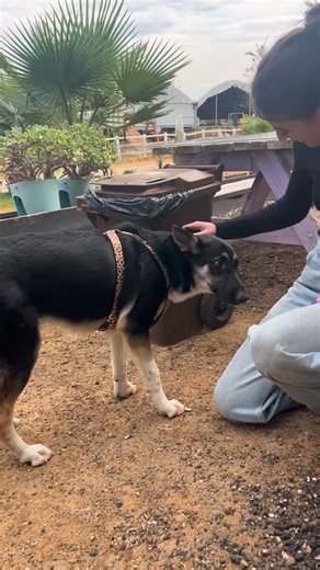 לאלפא יש בית. 🐾🏡 לפני לא הרבה זמן שיתפנו כאן את הסיפור של אלפא. כלבה אחת, עם עיניים טובות, שעברה פגיעה קשה. הורעלה. סבלה. שעות ארוכות של חוסר ודאות. רגעים שבהם לא ידענו אם תישאר איתנו בכלל. שיתפנו גם את המסע הכואב, הארוך, האמיץ חזרה אל החיים, חזרה אל העולם. ובמציאות הכלכלית המורכבת שאנחנו חיות בה, נשאלנו לא מעט: איך אפשר? איך מקבלים עוד מקרה? והאמת הפשוטה היא: איך אפשר שלא? איך אפשר לסגור את הלב מול מבט כזה? היום אנחנו יכולות לומר בהתרגשות גדולה: אלפא הגיעה הביתה. לחוות קרן אור. יש לה מרחב משל