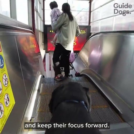 Built to G.U.I.D.E: G is for - Grounded. #GuideDogs #IGDD26 #InternationalGuideDogDay