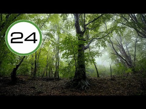 SOUND of RAIN and BIRDS in FOREST ☔🐦🌳 Soft Relaxing and WITHOUT Thunder to Sleep Study and Relax