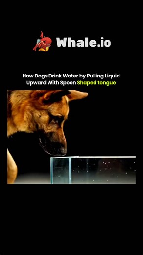 Explains Everything on Instagram: "Dogs drink water by using their unique, spoon-shaped tongues to scoop and lap up liquid. Here's a step-by-step explanation: The Lapping Motion: Dogs dip their tongues into the water, curling them backward to form a cup-like shape. As they retract their tongues, the surface tension of the water clings to the fringed edges, creating a mini-column that gets pulled into their mouth. The Scoop and Lift: The dog's tongue curls into a ladle shape, scooping water and c