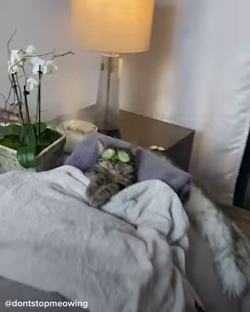 Kareem and Fifi (www.tiktok.com/@dontstopmeowing, www.instagram.com/dontstopmeowing) on have cats who seem to favor one parent more than the other...check out the video to see who! | Goodful