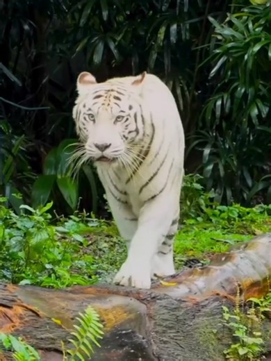 John Lennon - Imagine | PART 1 #johnlennon #imagine