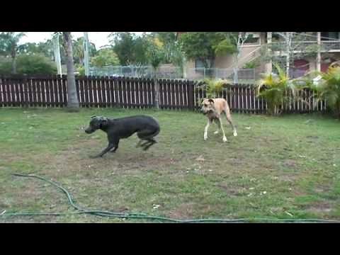 Great Dane Play Fight