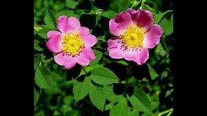 Carolina Rose 10 Seeds | Rosa Carolina, Wildflower - Etsy